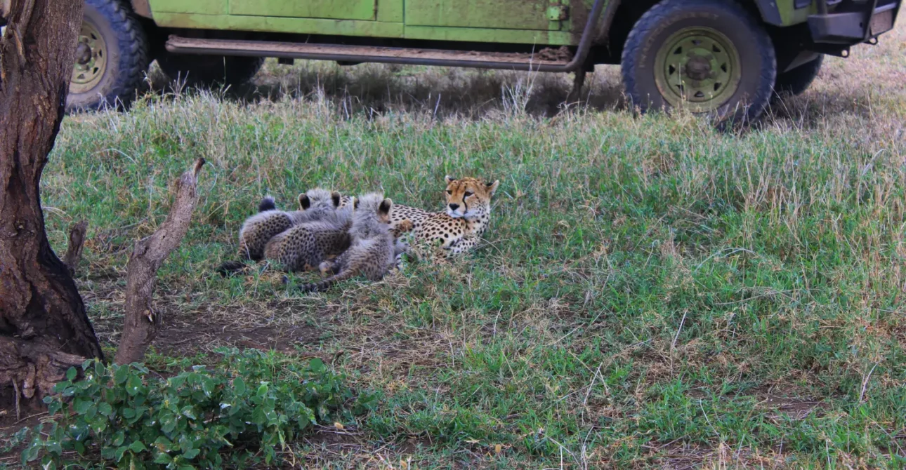 3 Days Private Camping Safari to Serengeti and Ngorongoro