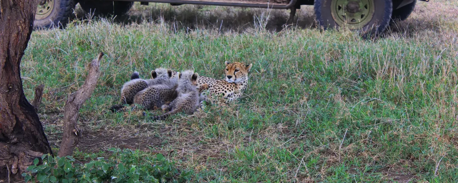 3 Days Private Camping Safari to Serengeti and Ngorongoro