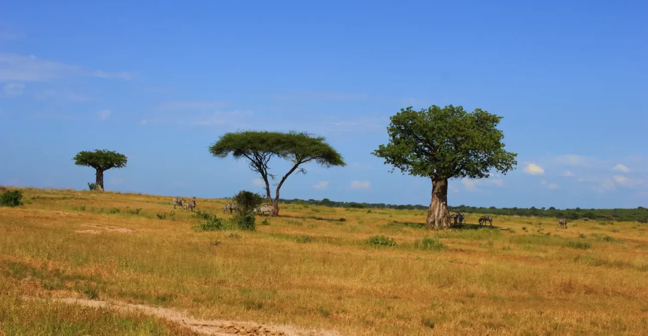 4 Days Tanzania Group Joining Safari