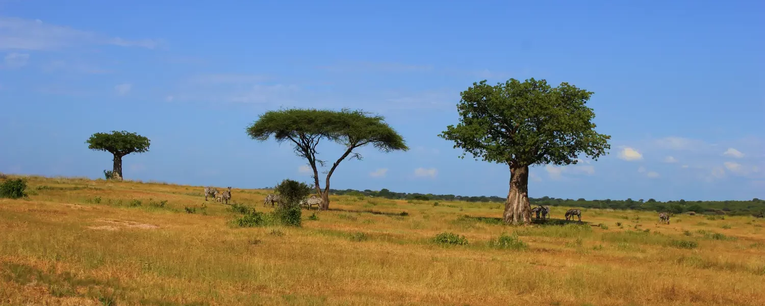 4 Days Tanzania Group Joining Safari