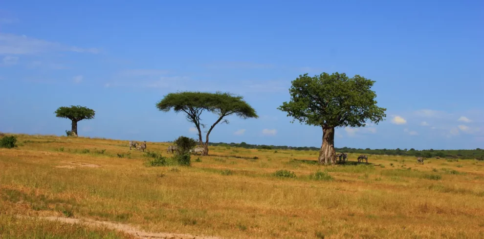 4 Days Tanzania Group Joining Safari