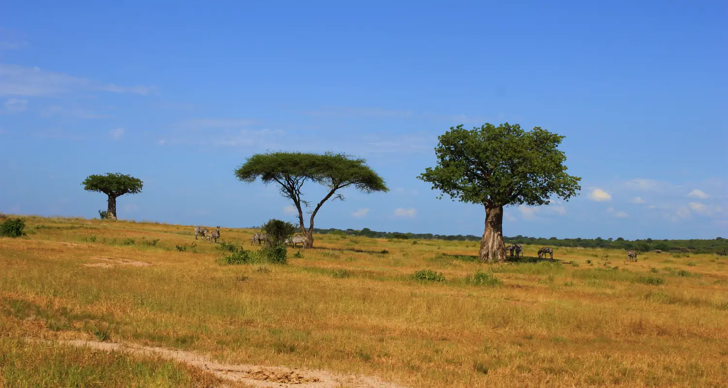 4 Days Tanzania Group Joining Safari