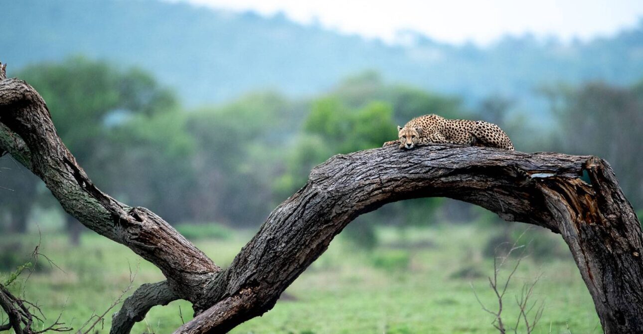 4 Days Tanzania Luxury Safari