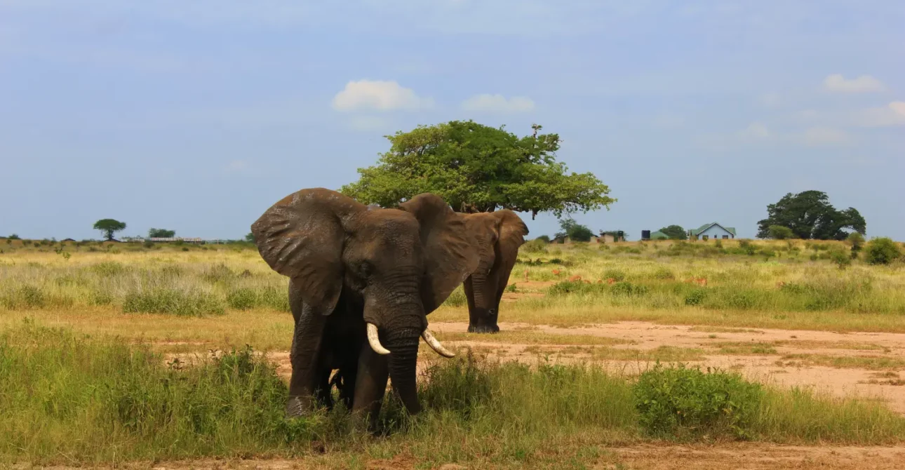 4 Days Tanzania Tented Lodge Sharing Safari