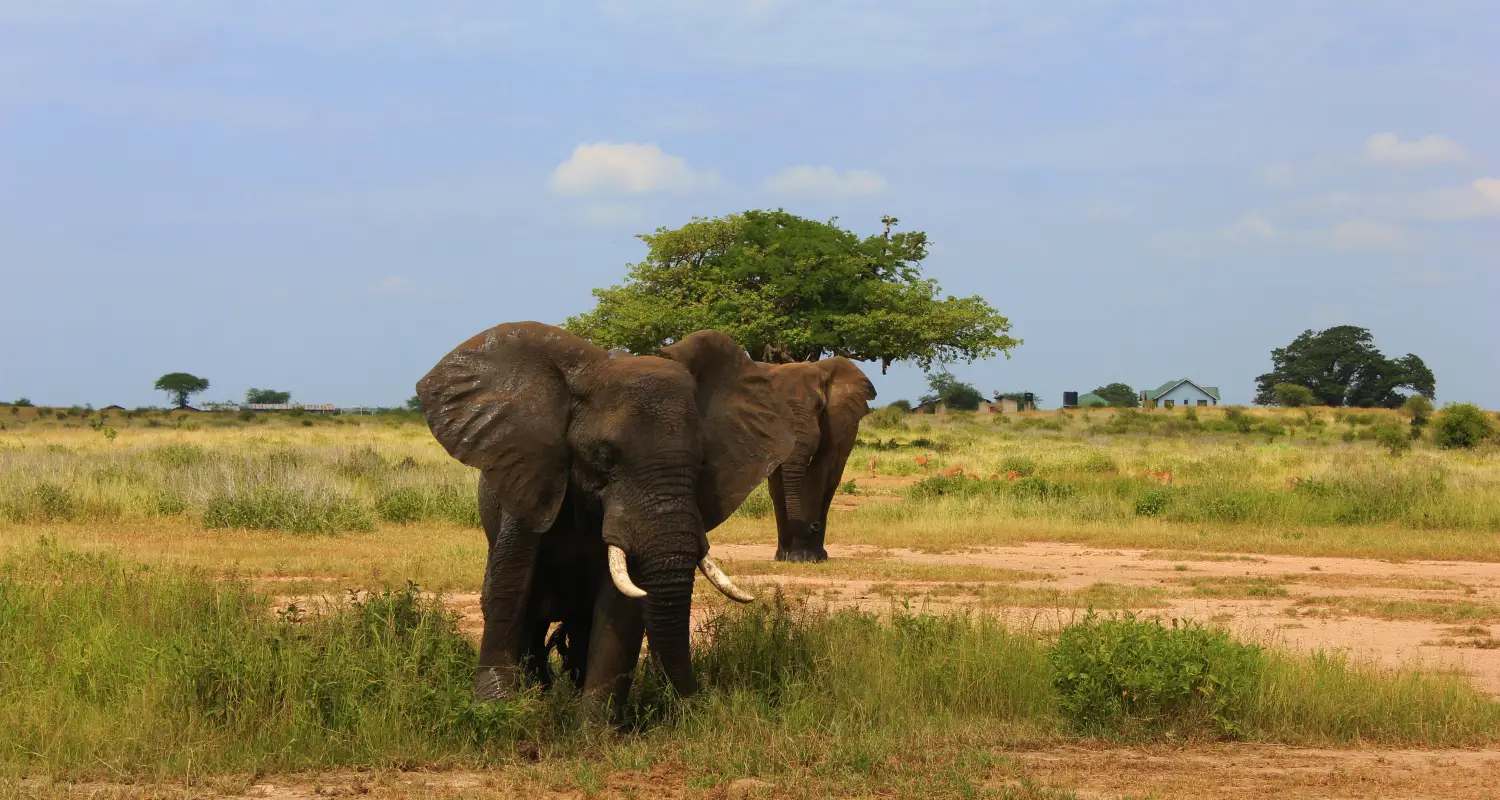 4 Days Tanzania Tented Lodge Sharing Safari