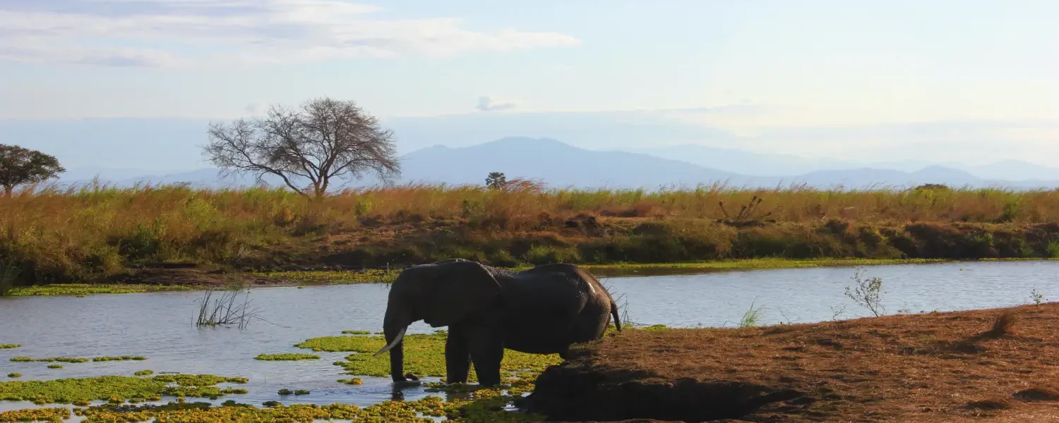 5 Days Tanzania Tented Camp Safari