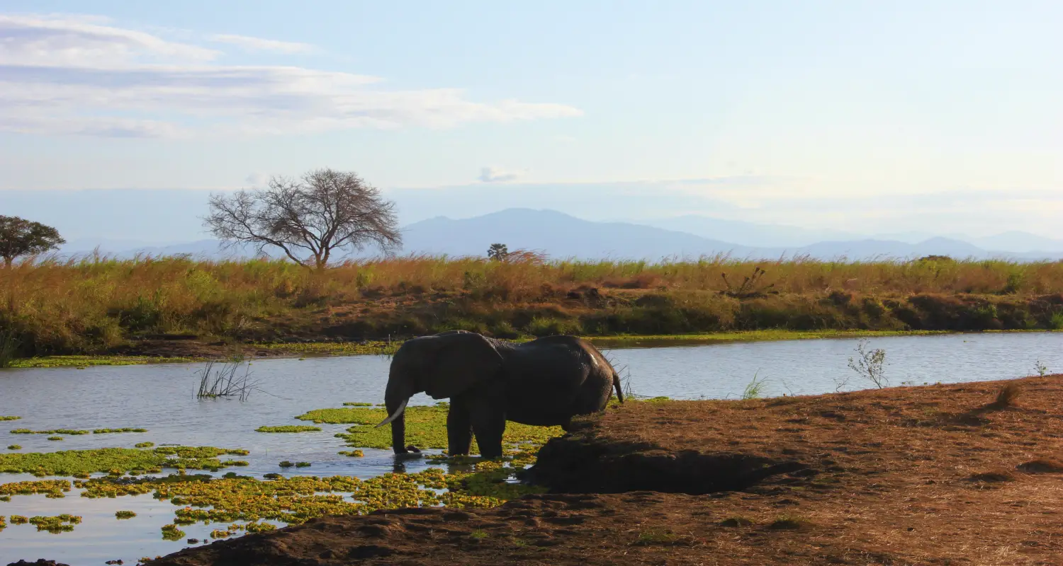 5 Days Tanzania Tented Camp Safari