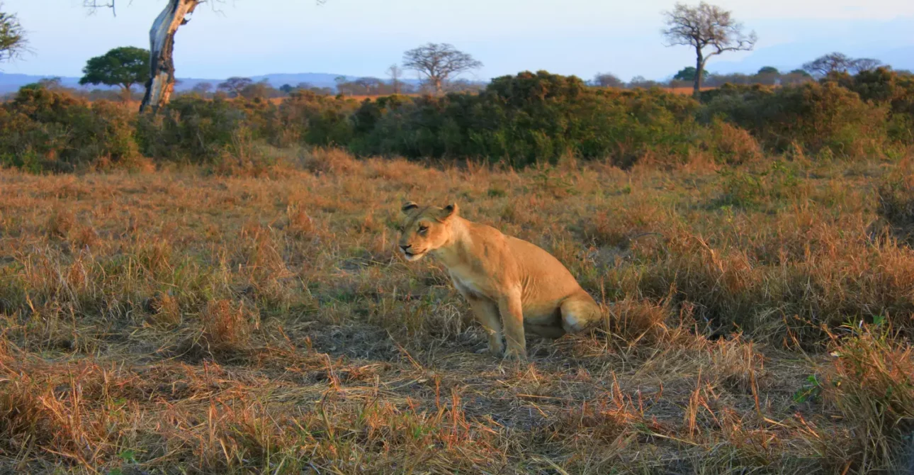 6 Days Tanzania Camping Safari