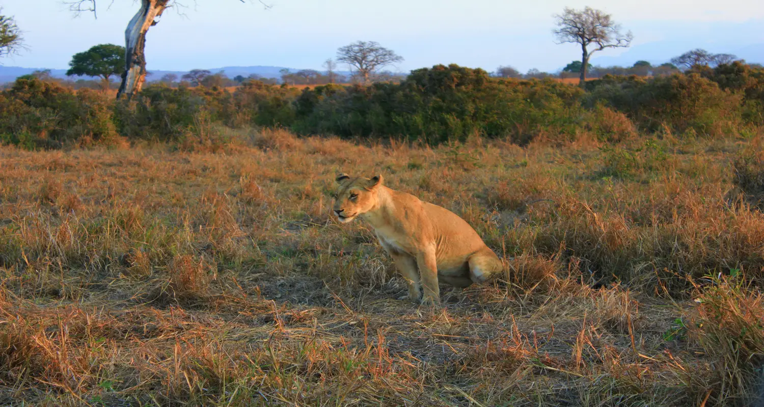 6 Days Tanzania Camping Safari