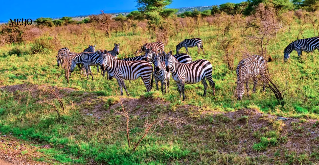 8 Days Tanzania Tented Camp Safari