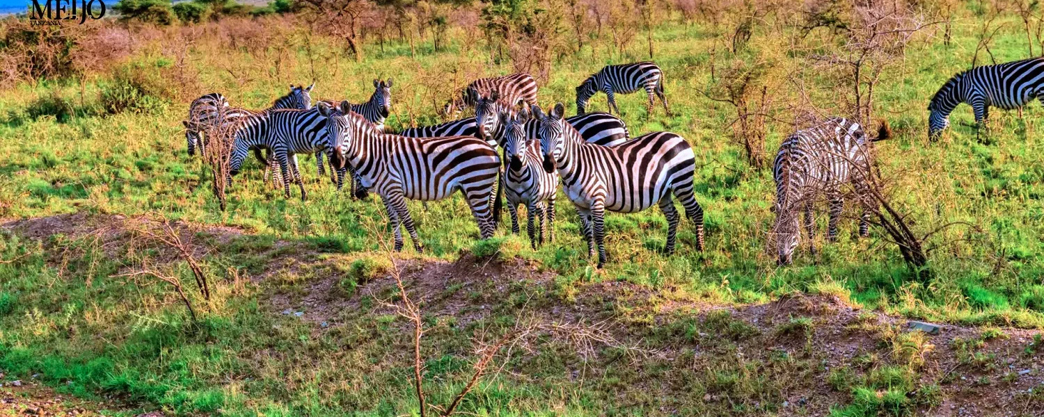 8 Days Tanzania Tented Camp Safari