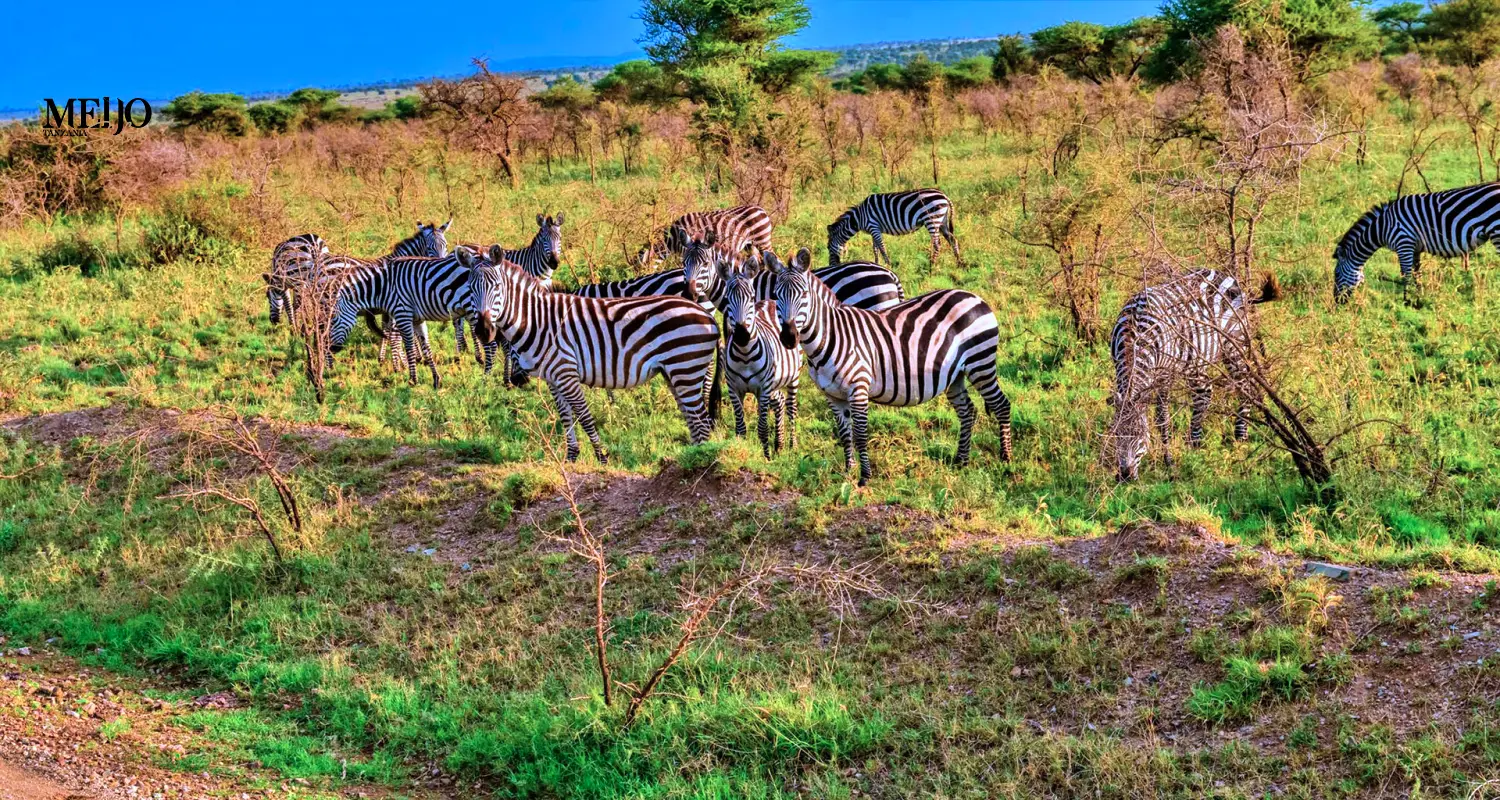 8 Days Tanzania Tented Camp Safari