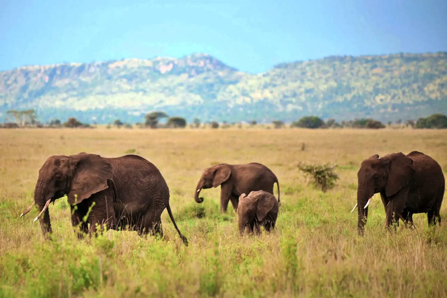 Serengeti National Park - Meijo Safaris